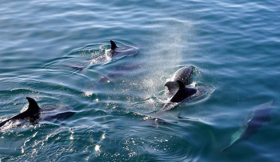 destin dolphins on the harbor